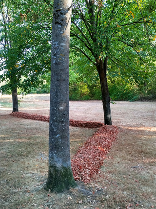 Linden (trace of leaf) 2022 | meadow area, Schwabach